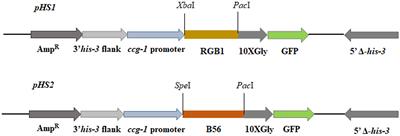 The Neurospora crassa PP2A Regulatory Subunits RGB1 and B56 Are Required for Proper Growth and Development and Interact with the NDR Kinase COT1